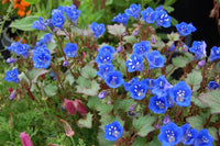 Phacelia Campanularia Flower seeds for Planting Sun Loving Heirloom & GMO Free Seeds for Home Garden
