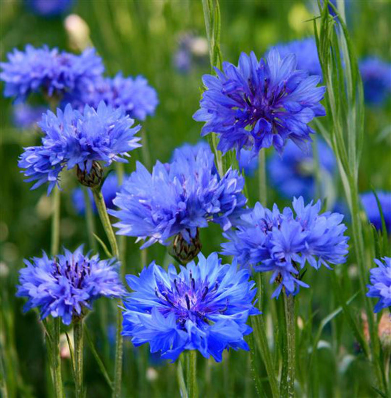 CornFlower seeds for Planting - Fragrant Blossoms, Heirloom & GMO Free Seeds for Home Garden