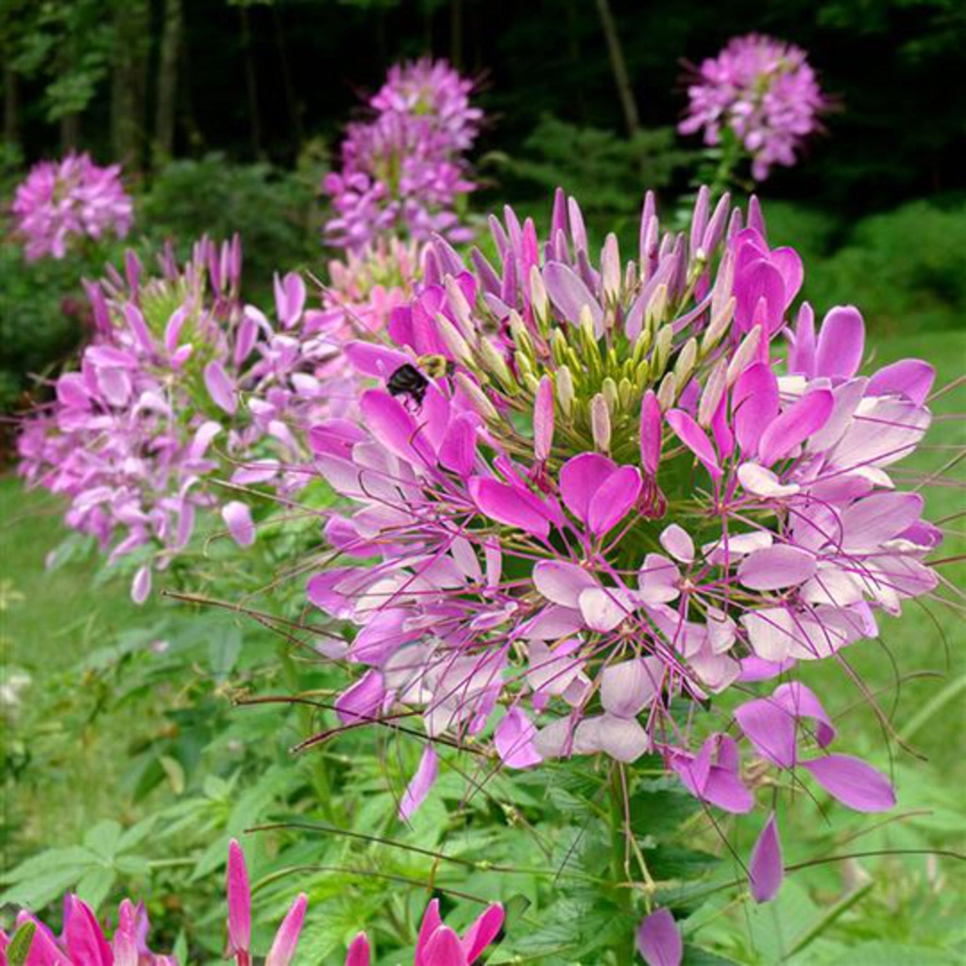 Purple Cleome Hasslerana Flower seeds for Planting - Compact Growth, Heirloom & GMO Free Seeds for Home Garden
