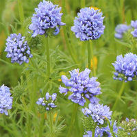 Globe Gilia Flower seeds for Planting Hardy Variety Heirloom & GMO Free Seeds for Home Garden