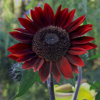 Red Moulin Sunflower Flower seeds for Planting - Easy to Grow, Heirloom & GMO Free Seeds for Home Garden