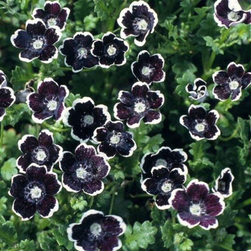 Black Menziesii Flower Seeds for Planting – Heirloom, Non-GMO, High Germination Border Garden Seeds