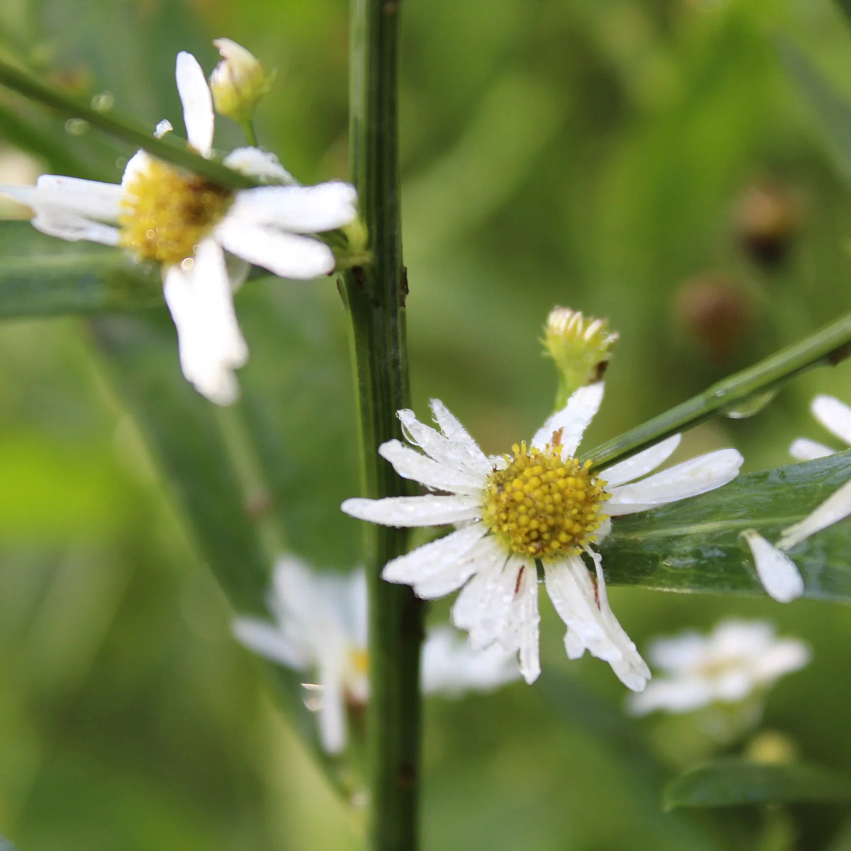 Boltonia Asteroides Flower seeds for Planting Bright Blooms Heirloom & GMO Free Seeds for Home Garden