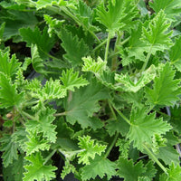 Army Green Univalve Geranium Flower seeds for Planting Garden Favorite Heirloom & GMO Free Seeds for Home Garden
