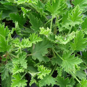 Army Green Univalve Geranium Flower seeds for Planting Garden Favorite Heirloom & GMO Free Seeds for Home Garden