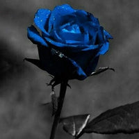 Blue Black Rose Seeds for Planting