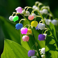 Mixed Bell Orchid Flower seeds for Planting - Low Maintenance, Heirloom & GMO Free Seeds for Home Garden