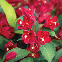 Weigela Flower seeds for Planting Drought Tolerant Heirloom & GMO Free Seeds for Home Garden
 
 Sale