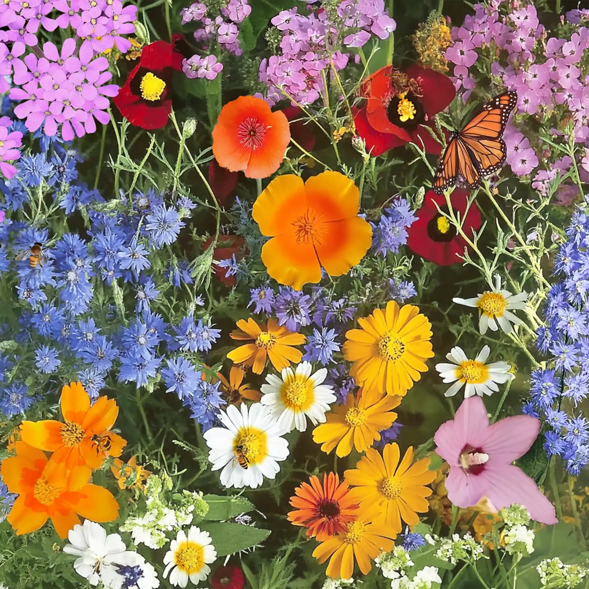 Mixed Ornamental Flower seeds for Planting - Premium Quality, Heirloom & GMO Free Seeds for Home Garden