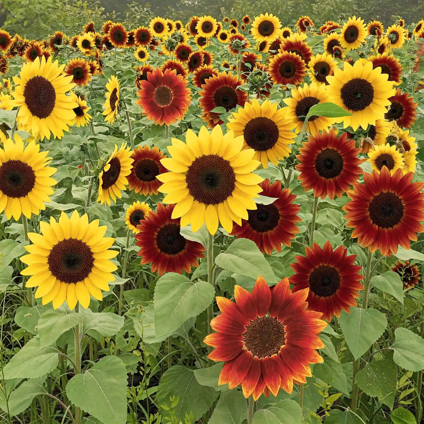 Mixed SunFlower seeds for Planting - Compact Growth, Heirloom & GMO Free Seeds for Home Garden