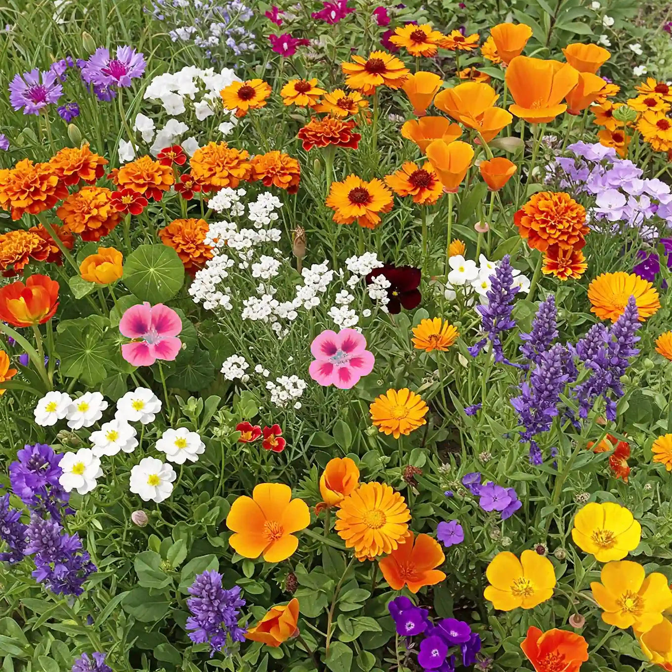 Mix Perennial Flower Seeds Flower seeds for Planting Compact Growth Heirloom & GMO Free Seeds for Home Garden