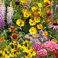Mixed Oenothera Flower seeds for Planting - Wildflower Mix, Heirloom & GMO Free Seeds for Home Garden