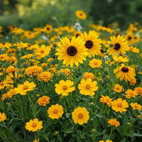 Yellow Rotundifolia Flower seeds for Planting - Cottage Garden Essential, Heirloom & GMO Free Seeds for Home Garden