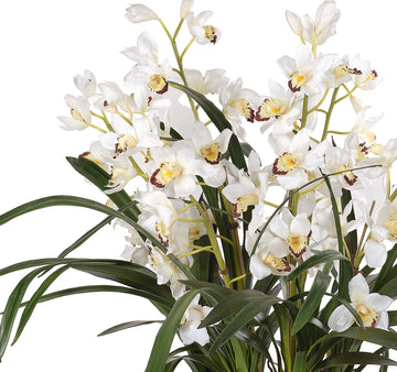 Cymbidium Maxillaria Goeringii Plant Seeds for Planting - Seeds for Elegant White Blooms in Your Garden