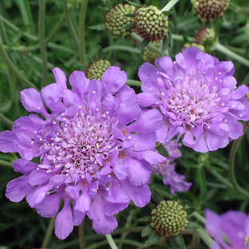 Purple Pincushion Flower seeds for Planting - Cottage Garden Essential, Heirloom & GMO Free Seeds for Home Garden