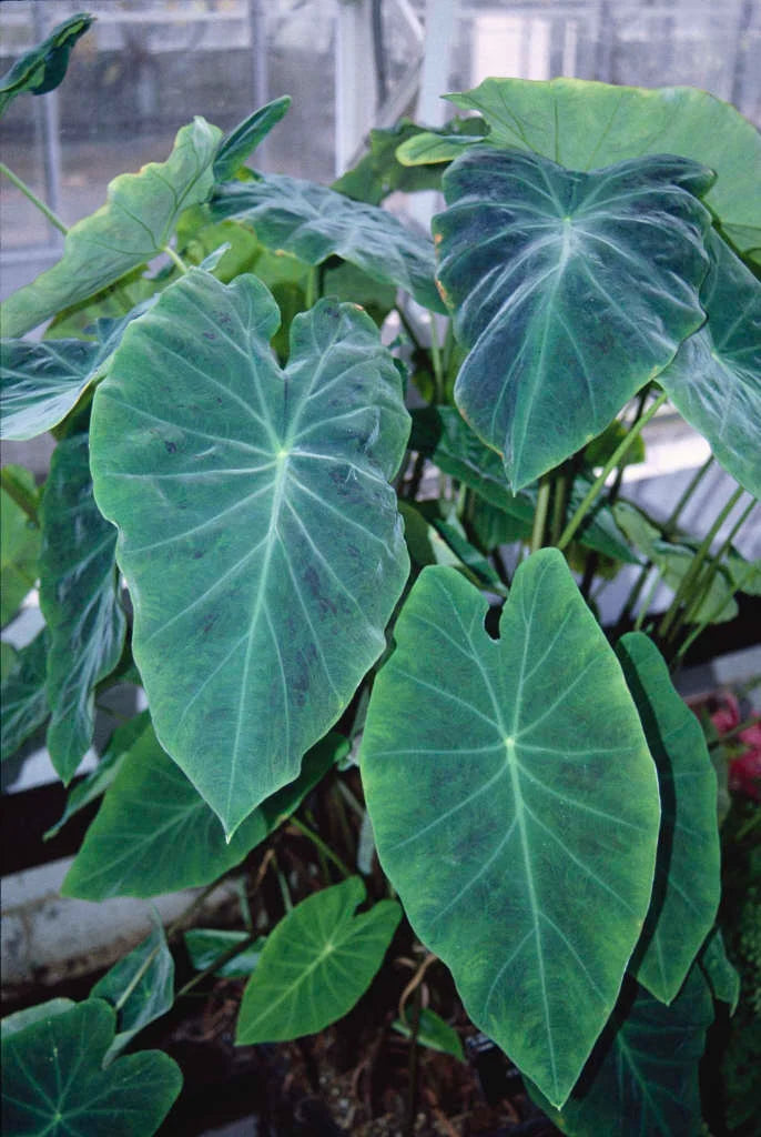 Heirloom Colocasia Flower seeds for Planting Bright Blooms Heirloom & GMO Free Seeds for Home Garden
