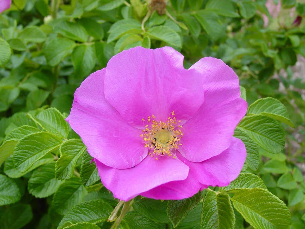 Rugosa Flower seeds for Planting - Compact Growth, Heirloom & GMO Free Seeds for Home Garden