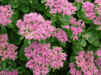 Spectabile Flower seeds for Planting - Low Maintenance, Heirloom & GMO Free Seeds for Home Garden