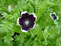 Black Menziesii Flower Seeds for Planting – Heirloom, Non-GMO, High Germination Border Garden Seeds