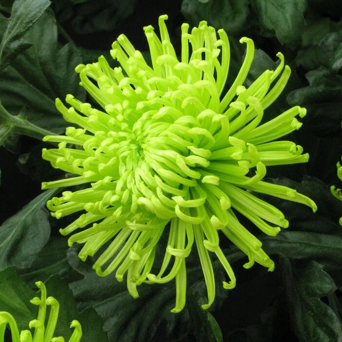Green Chrysanthemum Flower seeds for Planting - Drought Tolerant, Heirloom & GMO Free Seeds for Home Garden