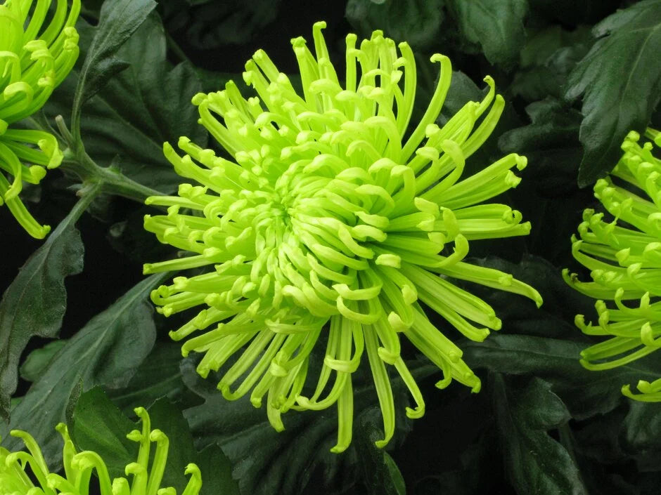 Green Chrysanthemum Flower seeds for Planting Hardy Variety Heirloom & GMO Free Seeds for Home Garden
 
 Sale