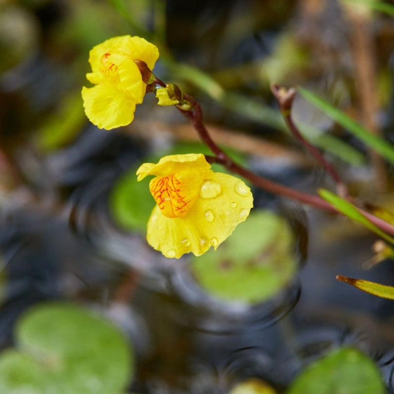 Bladderwort Flower Seeds for Planting  Grow Unique Aquatic Blooms