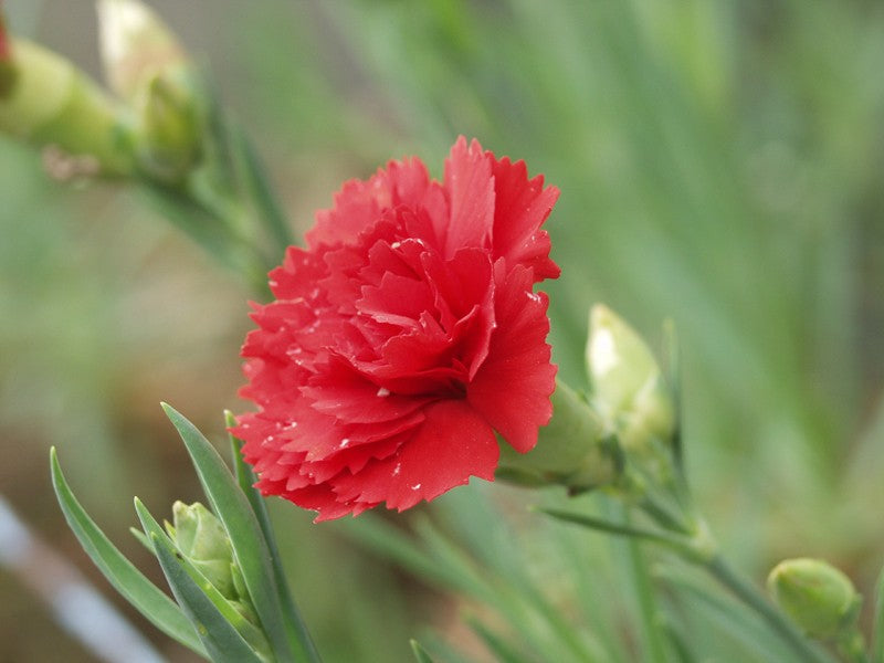 Carnation Red Flower seeds for Planting - Premium Quality, Heirloom & GMO Free Seeds for Home Garden