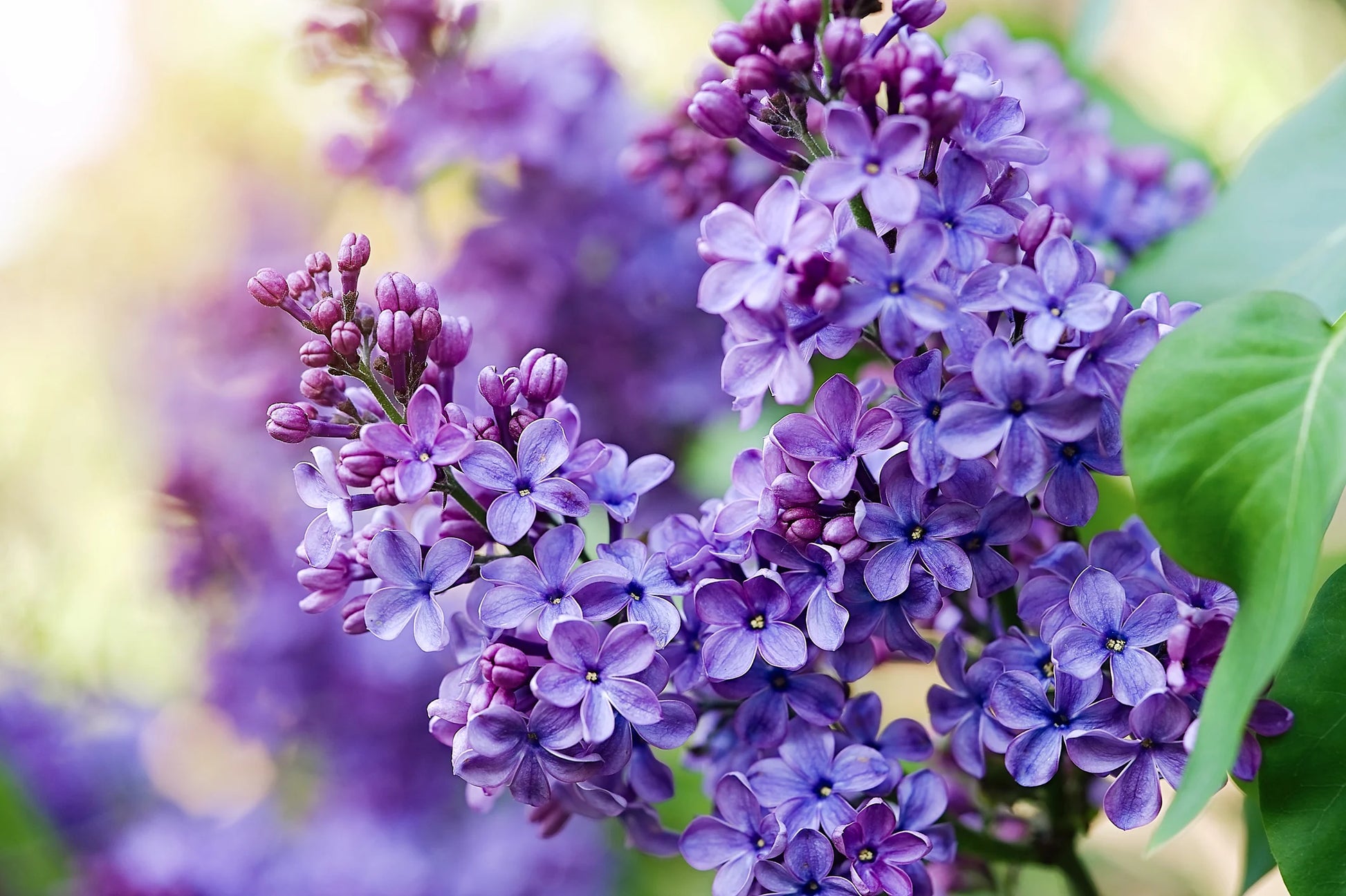 Lilac Purple Flower Planting Seeds - Perennial Garden Blooms