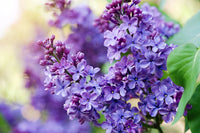 Lilac Purple Flower Planting Seeds - Perennial Garden Blooms