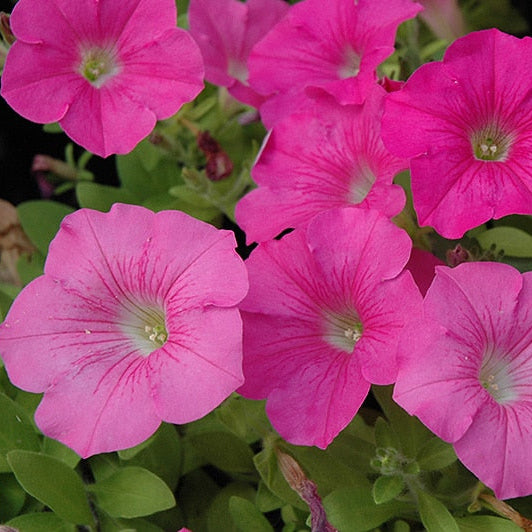 Pink Petunia Flower seeds for Planting - Seasonal Bloomer, Heirloom & GMO Free Seeds for Home Garden