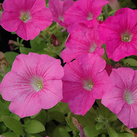 Pink Petunia Flower seeds for Planting - Seasonal Bloomer, Heirloom & GMO Free Seeds for Home Garden
