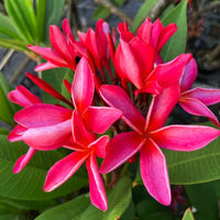 Dark Pink Frangipani Flowering Seeds for Planting and Gardening Brightening
