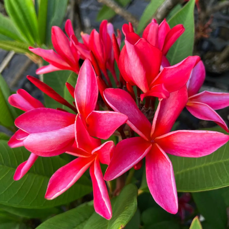 Dark Pink Frangipani Flowering Seeds for Planting and Gardening Brightening