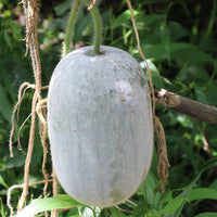Wax Gourd Planting Seeds  Ideal for Your Vegetable Garden