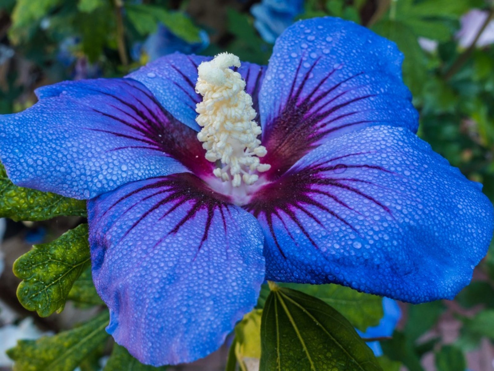 Blue Hibiscus Flower Seeds for Planting Shade Tolerant Heirloom & GMO Free Seeds for Home Garden
 
 Sale