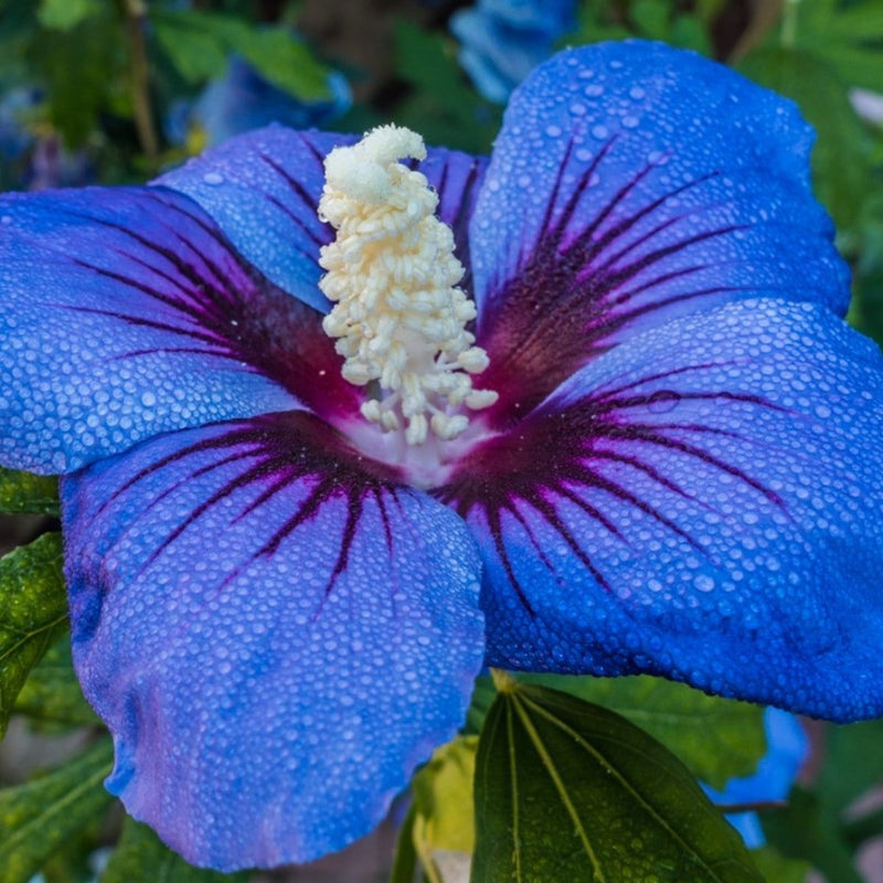 Blue Hibiscus Flower Seeds for Planting Shade Tolerant Heirloom & GMO Free Seeds for Home Garden
 
 Sale