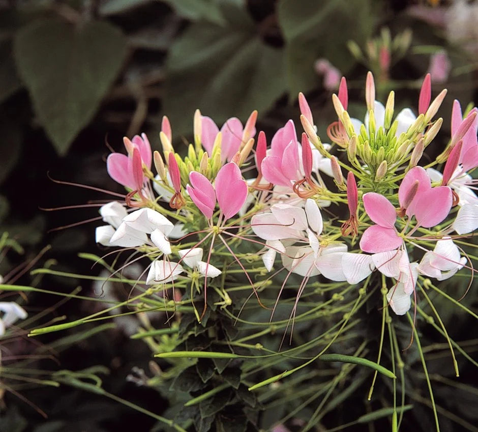 Rose Queen Flower Seeds for Planting  Enhance Your Garden with Vibrant Blooms