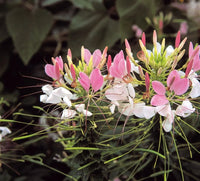 Rose Queen Flower Seeds for Planting  Enhance Your Garden with Vibrant Blooms