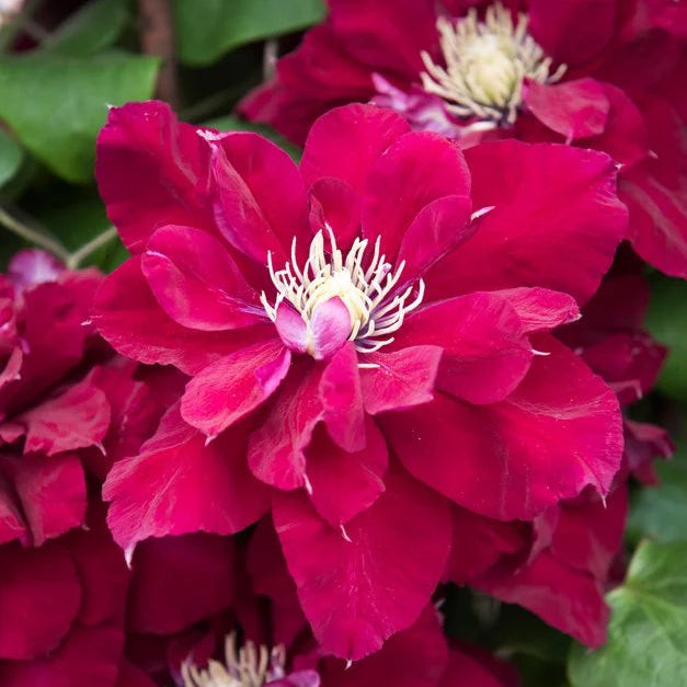 Clematis Burgundy Flower seeds for Planting - Low Maintenance, Heirloom & GMO Free Seeds for Home Garden