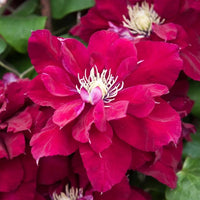 Clematis Burgundy Flower seeds for Planting - Low Maintenance, Heirloom & GMO Free Seeds for Home Garden