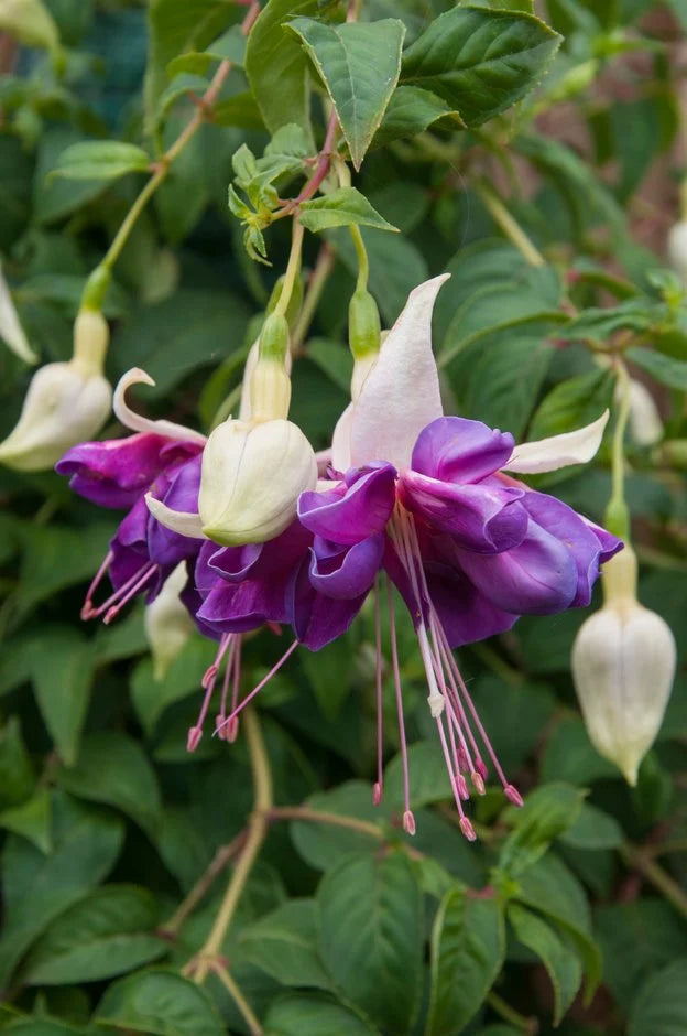 Lavender Fuchsia Flower Seeds for Planting Cottage Garden Essential Heirloom & GMO Free Seeds for Home Garden
 
 Sale