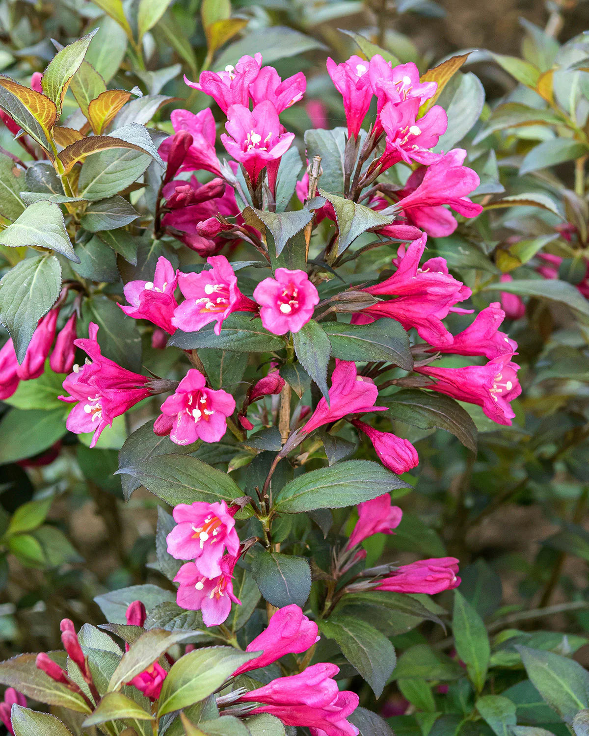 Weigela Flower seeds for Planting Colorful Display Heirloom & GMO Free Seeds for Home Garden