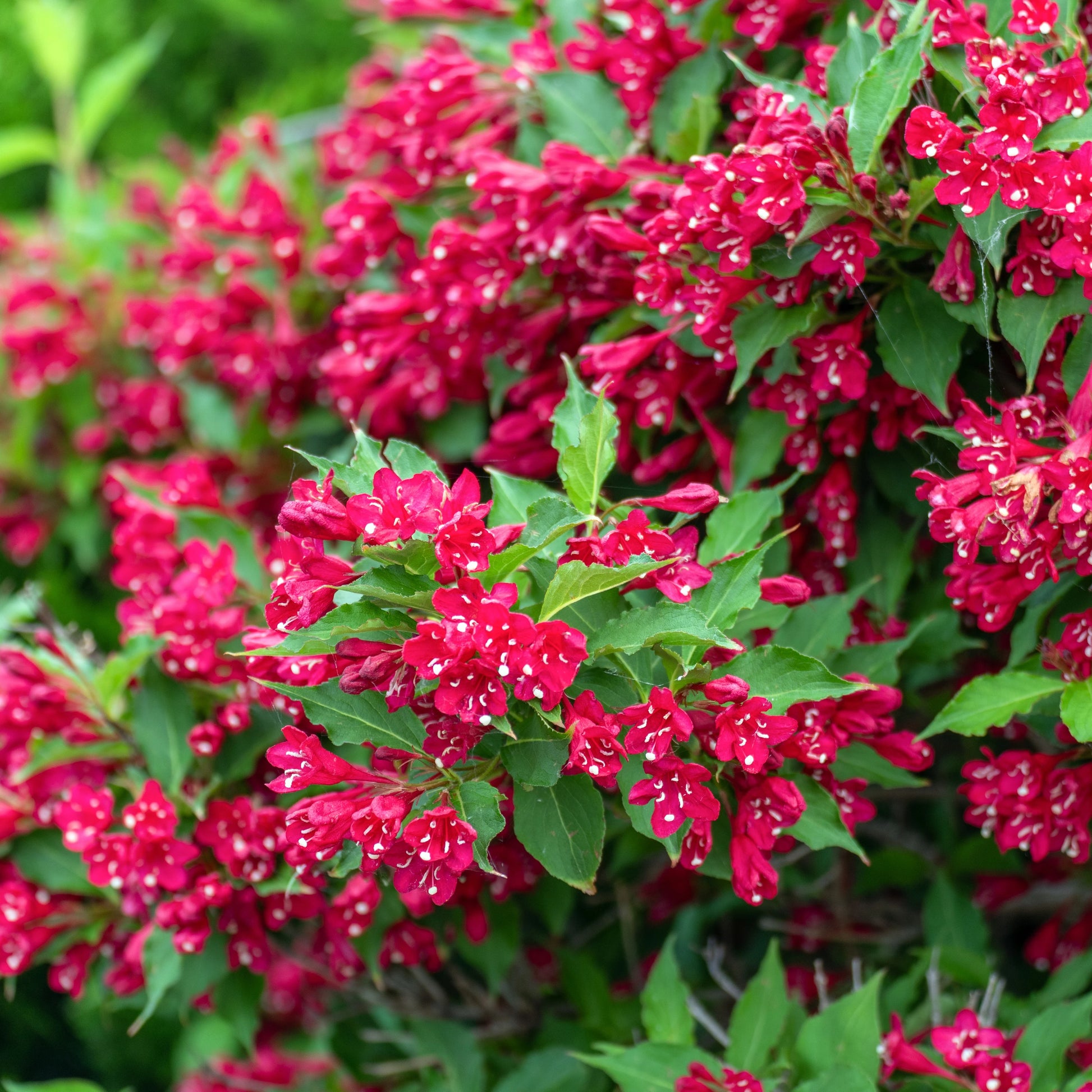 Weigela Flower seeds for Planting Colorful Display Heirloom & GMO Free Seeds for Home Garden