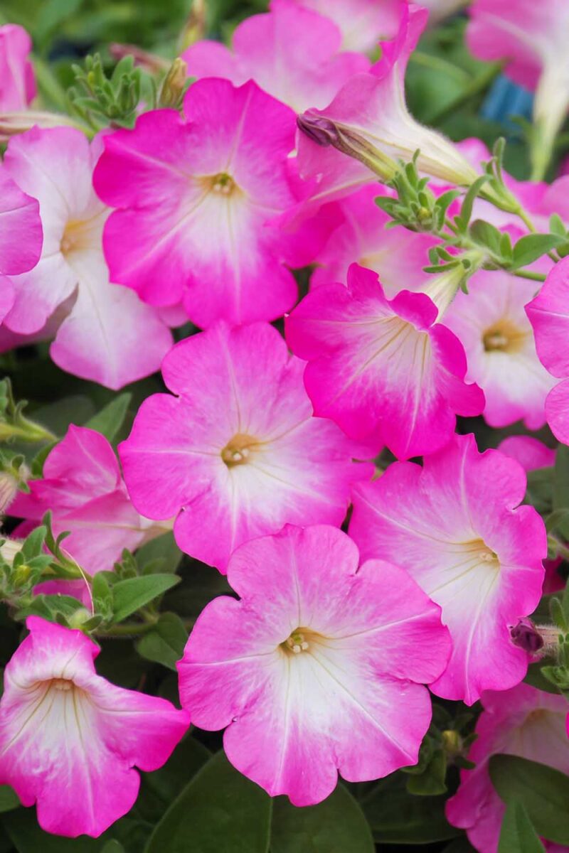 Petunia Merlin Morn Pink Flower seeds for Planting Premium Quality Heirloom & GMO Free Seeds for Home Garden