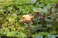 Cream Pumpkin Seeds for Easy Planting - Ideal for Your Garden