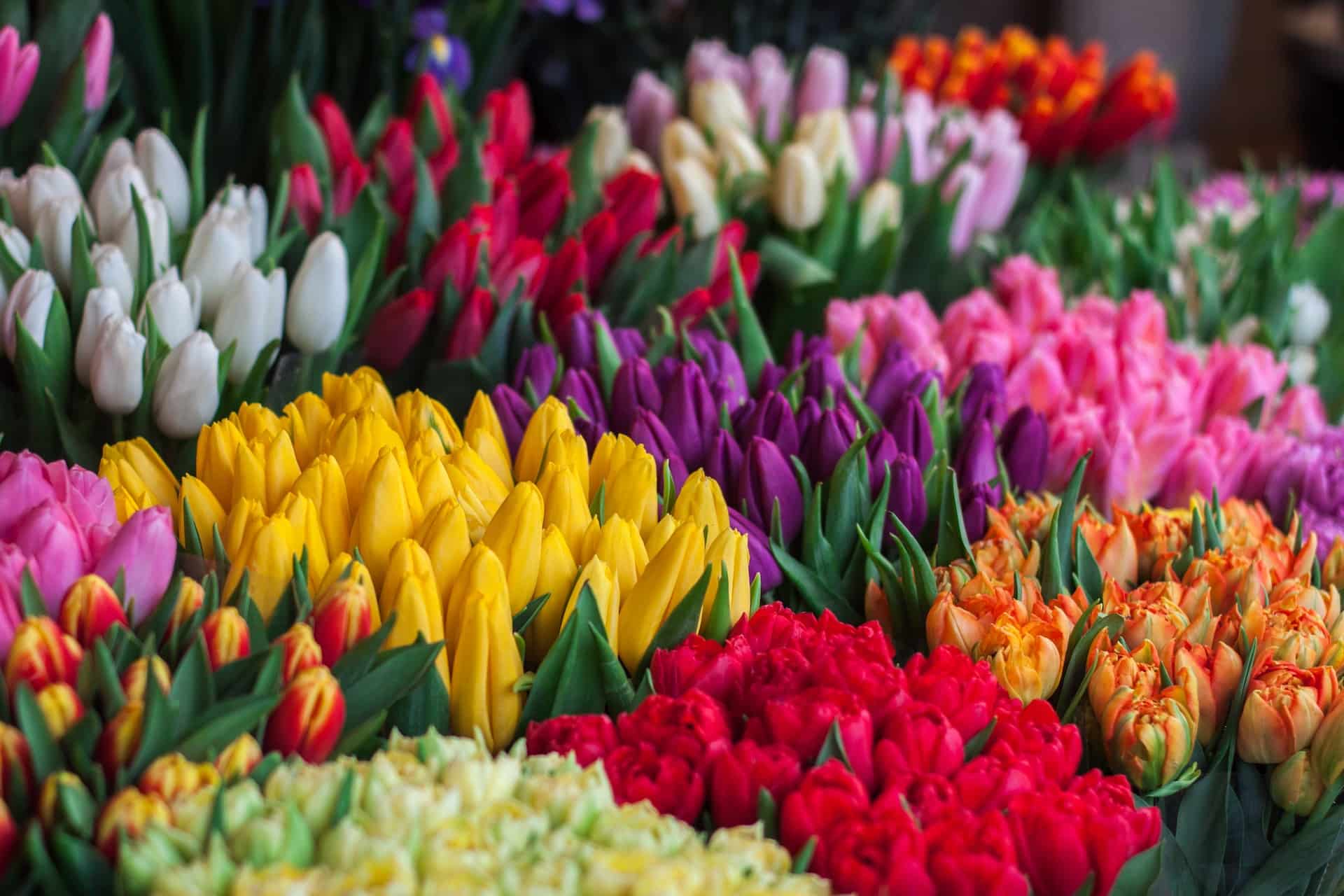 Multi-Colour Tulip Flower seeds for Planting - Cut Flower Favorite, Heirloom & GMO Free Seeds for Home Garden