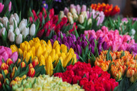 Multi-Colour Tulip Flower seeds for Planting - Cut Flower Favorite, Heirloom & GMO Free Seeds for Home Garden