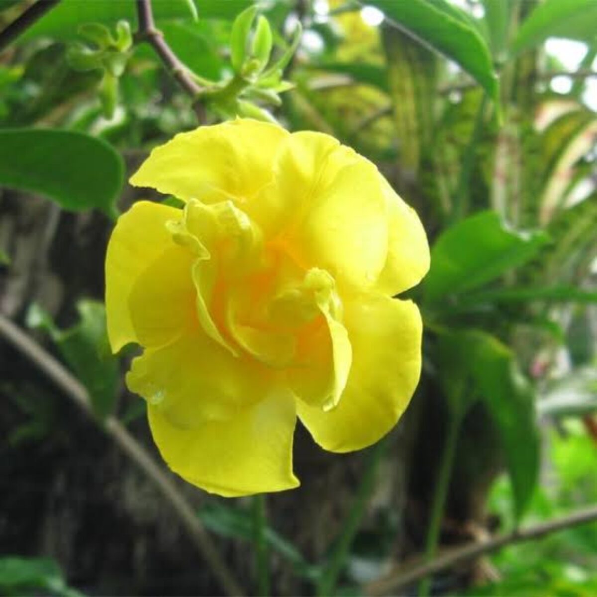 Yellow Allamanda Seeds for Planting  Perfect for Adding a Tropical Touch to Gardens and Green Spaces