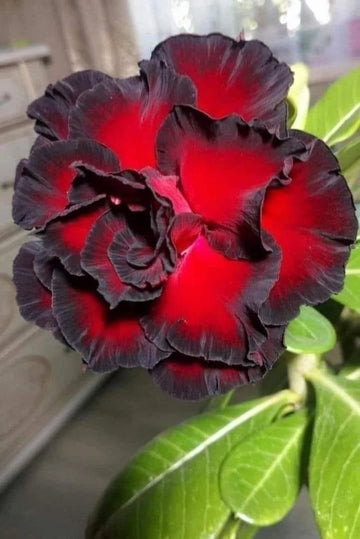 Red Black Adenium Flower Seeds – Pollinator Friendly Heirloom & NonGMO Seeds for Home Garden
 
 Sale