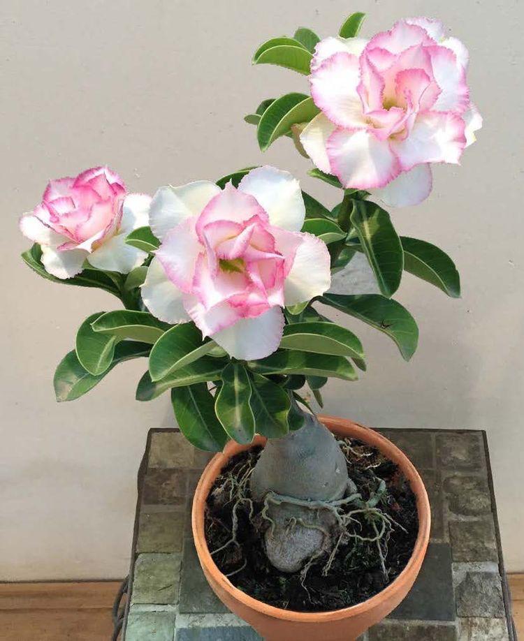Pink White Adenium Flower seeds for Planting - Sun Loving, Heirloom & GMO Free Seeds for Home Garden
